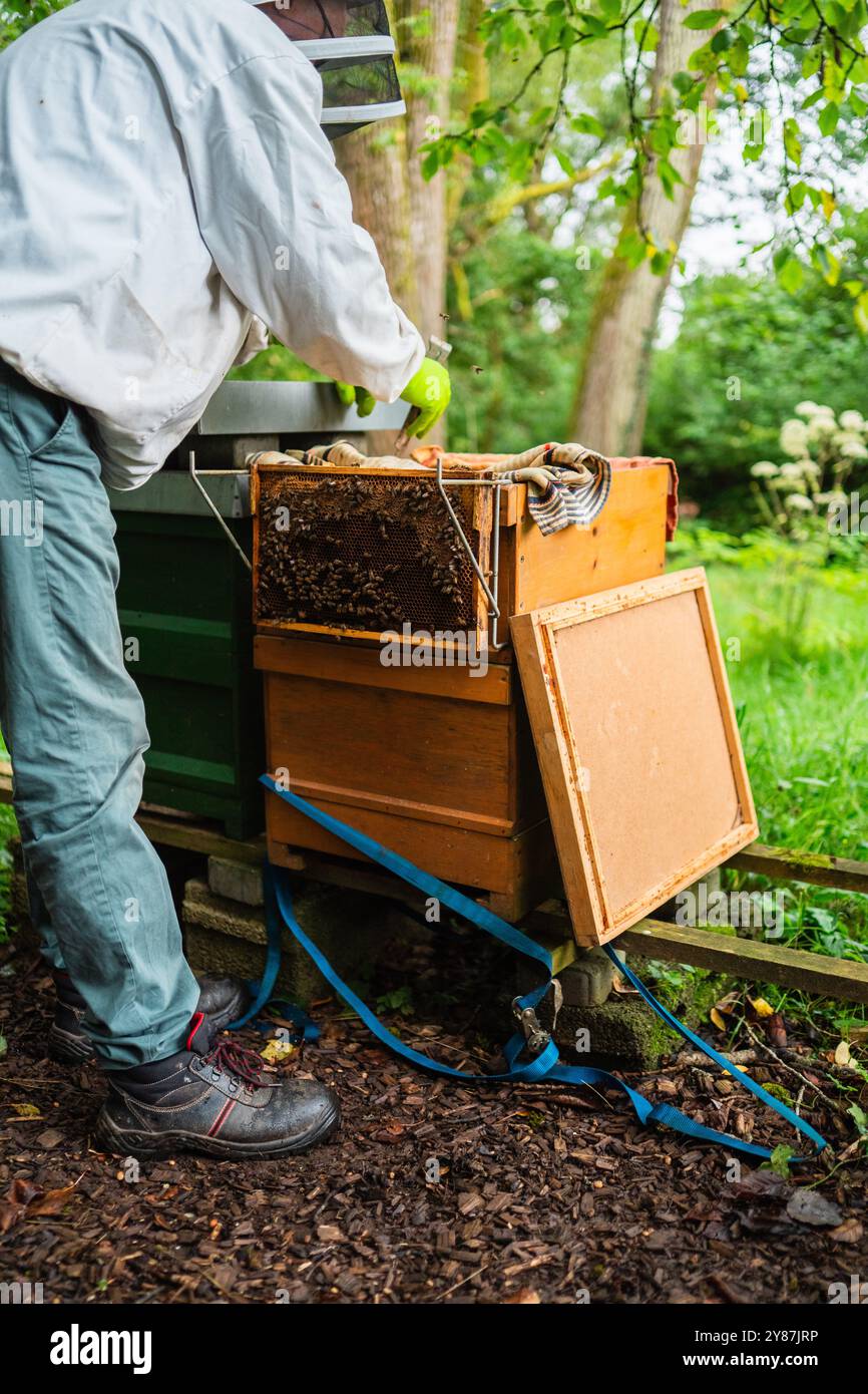 Bienenstock mit Bienen hängen am Bienenkorb, während der Imker seinen Bienenvolk an einem sonnigen Sommertag für die Imkerei in der Natur bewertet Stockfoto