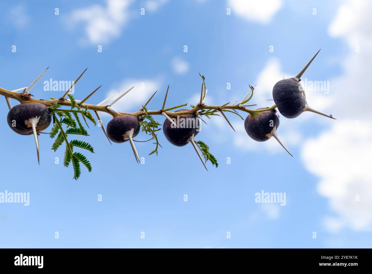 Pfeifdornakasia (Vachellia drepanolobium) mit nadelähnlichen und geschwollenen Dornen (Domatia), die als Unterschlupf und Nistplatz für symbiotische Ameisen dienen Stockfoto