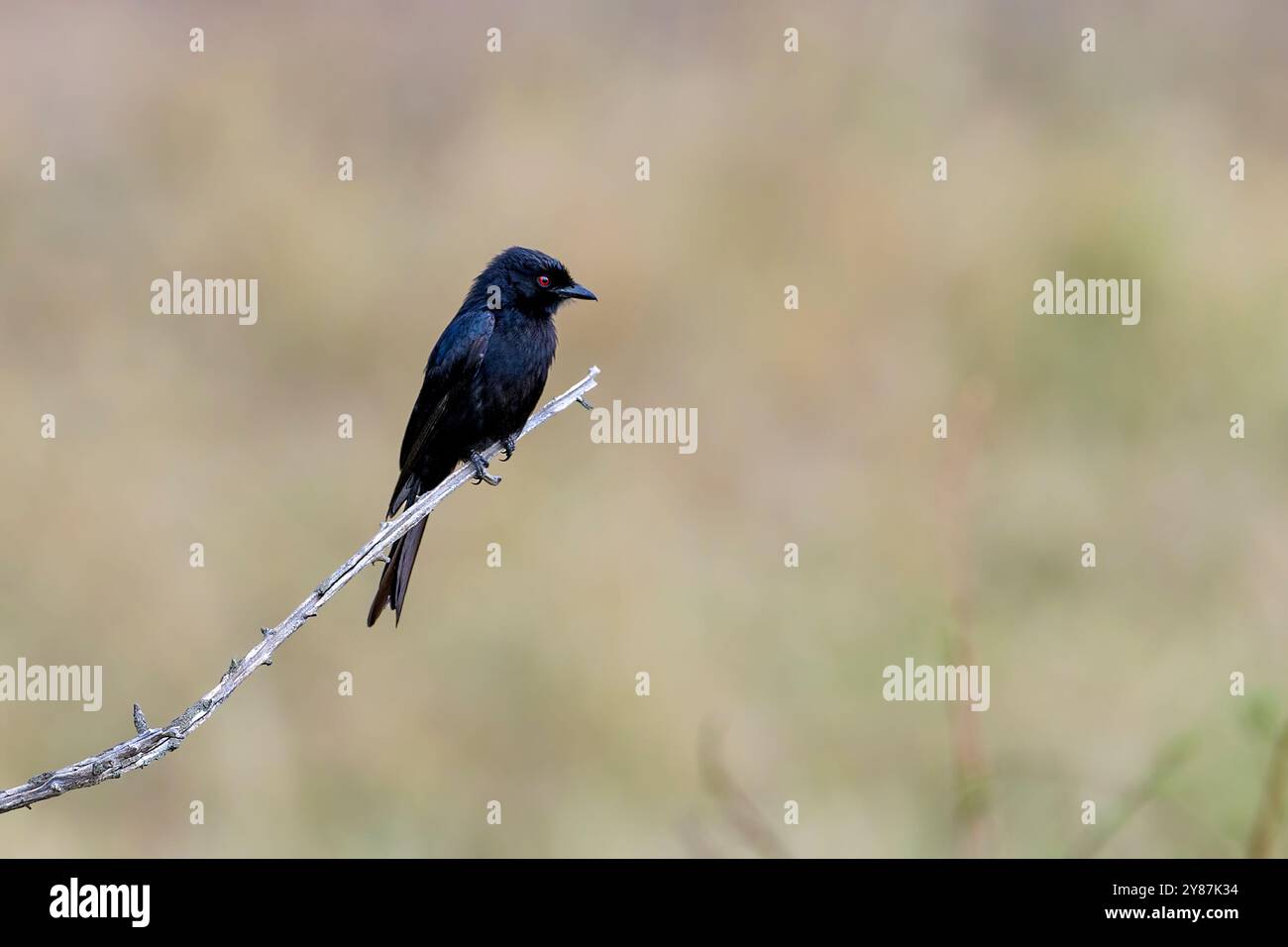 Gabelschwanzdrongo (Dicrurus adsimilis) aus Maasai Mara, Kenia. Stockfoto