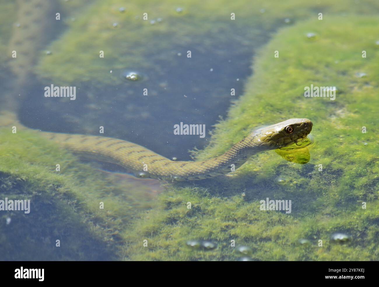 Würfelschlange (Natrix tessellata) im Balaton Stockfoto