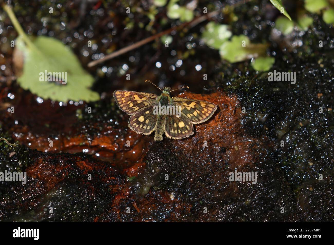 Chequered Skipper oder Arctic Skipper Butterfly Male - Carterocephalus palaemon Stockfoto