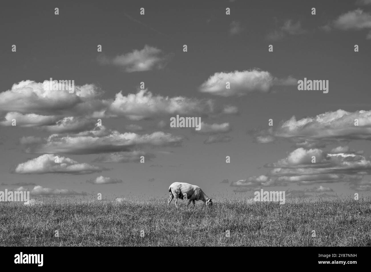 Ein einzelnes Schaf weidet mit großem, blauem Himmel und flauschigen Wolken im South Downs National Park, Sussex, England. Stockfoto
