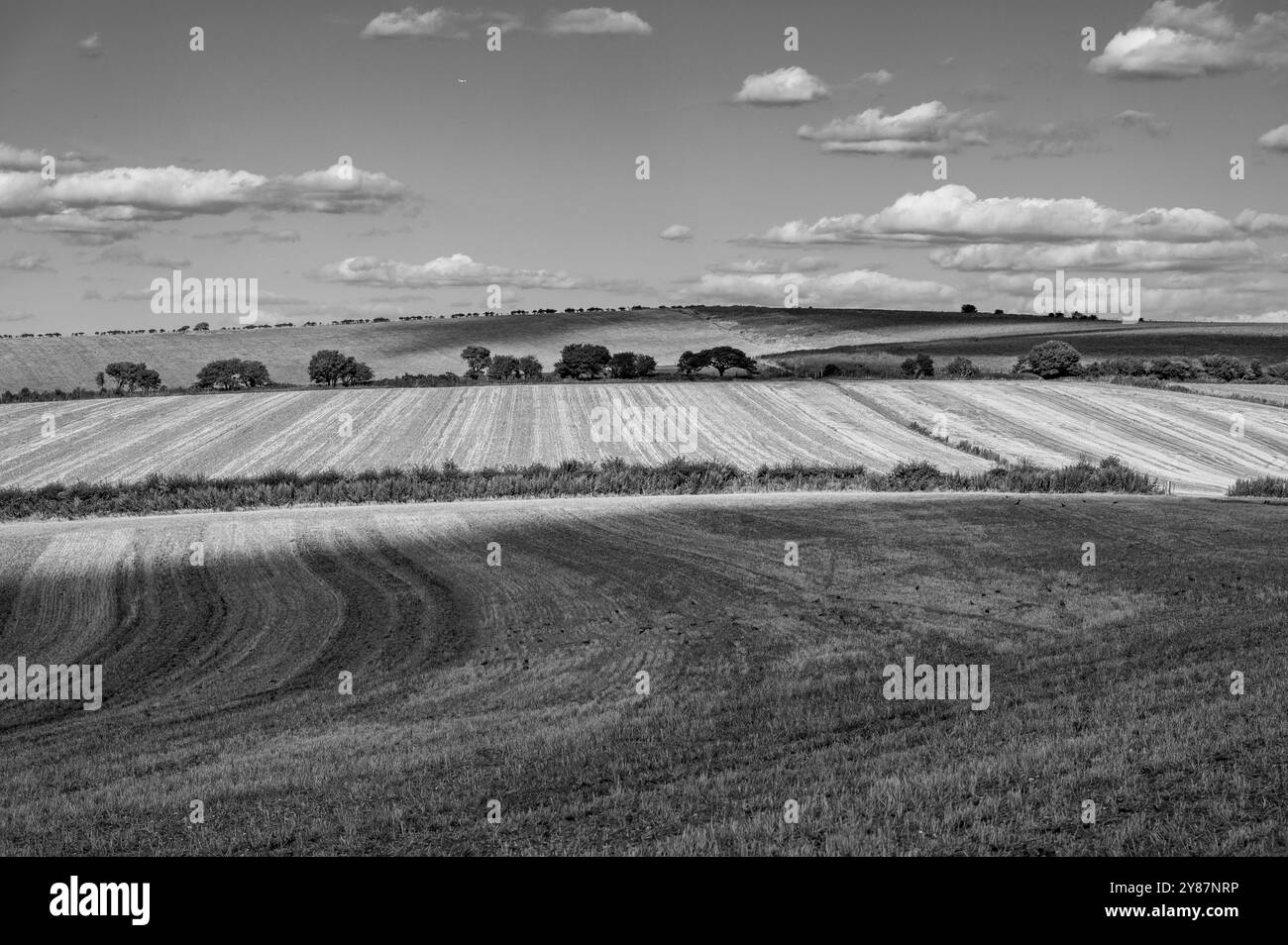 Erntefelder, geteilt durch Bäume und Sträucher in Reihen im South Downs National Park in Sussex, England. Stockfoto