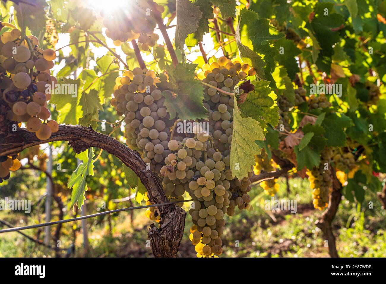 Nahaufnahme reifer weißer Trauben, die auf einer Weinrebe im sonnendurchfluteten Weinberg hängen. Golden Hour Licht beleuchtet saftig grüne Blätter und pralle Obstgruppen und zeigt Stockfoto