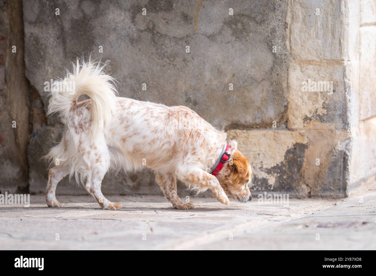 Rot-weiß Kokoni auf einem Spaziergang durch den Steindschungel der Stadt, Venedig. Kleiner Griechischer Haushund. Hundefreundliches Venedig. Stockfoto