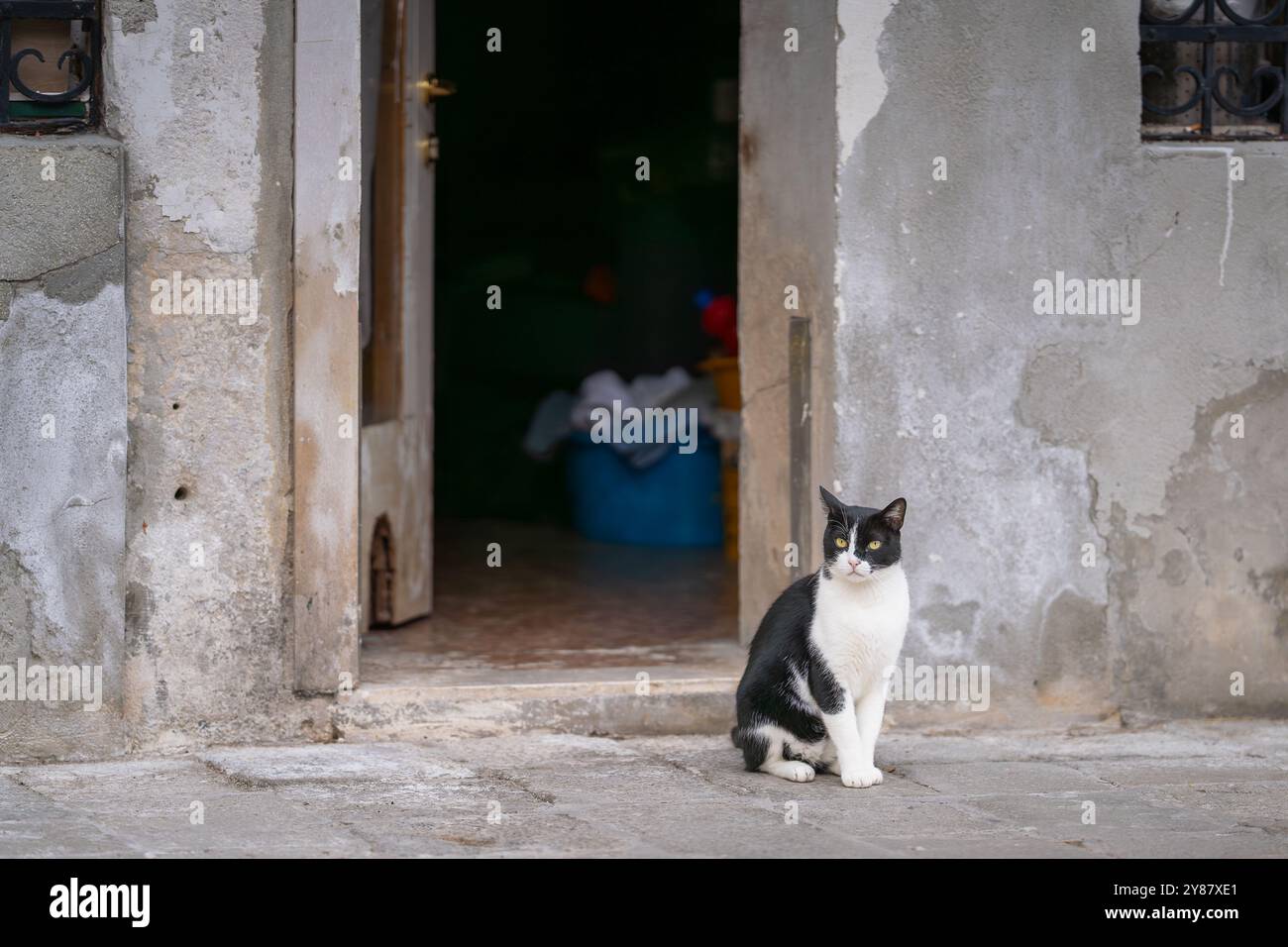Hauskatze schwarz und weiß, die auf der Straße sitzt. Bicolor auch als Smoking Cat in Venedig bekannt. Enge Straße in Venedig Stockfoto