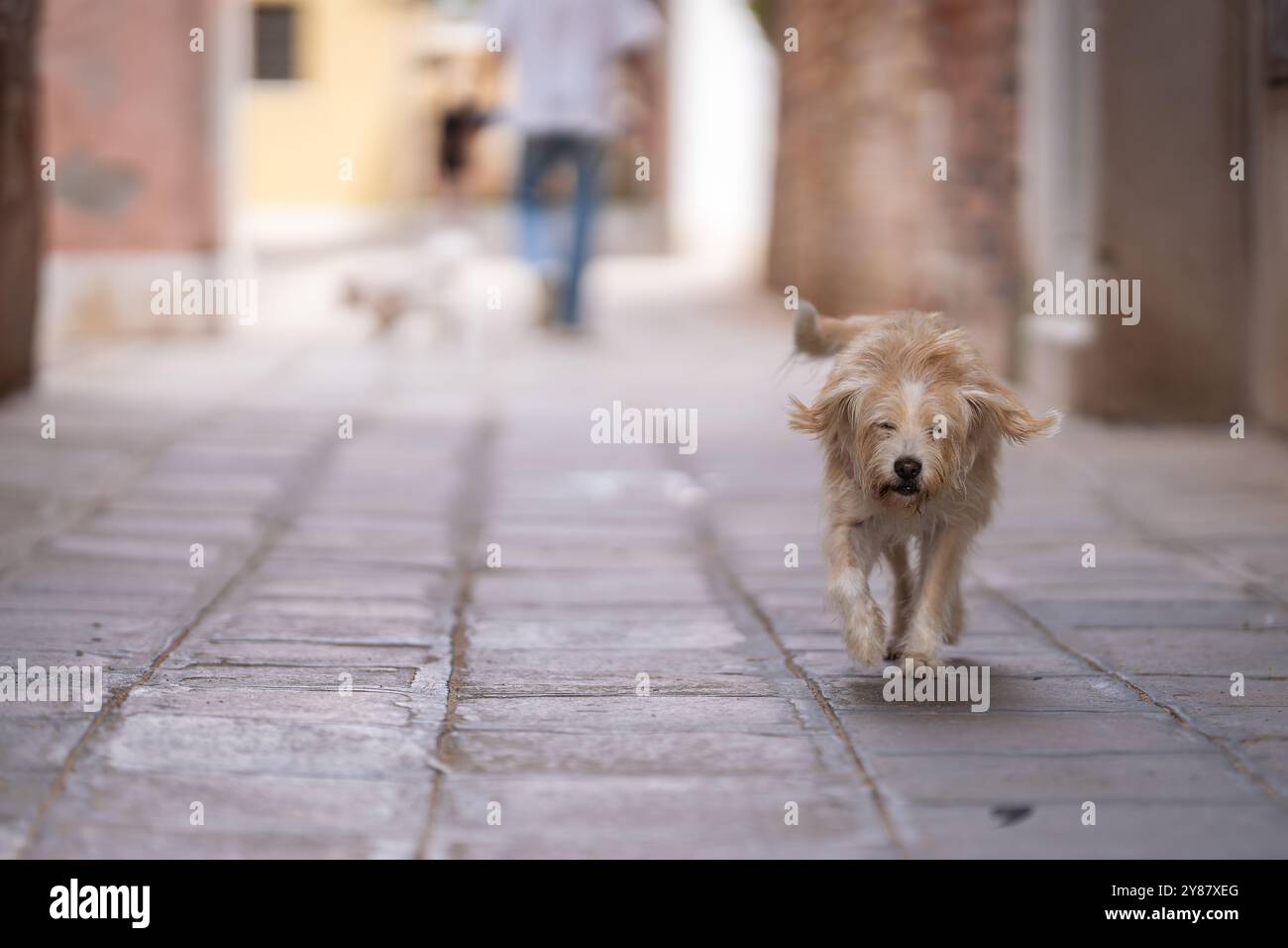 Dutch Smoushond (Hollandse Smoushond, Dutch Ratter), der durch die Straßen der Stadt schlendert. Hollandse Smoushond ist eine Rasse von Jagdhunden. Stockfoto