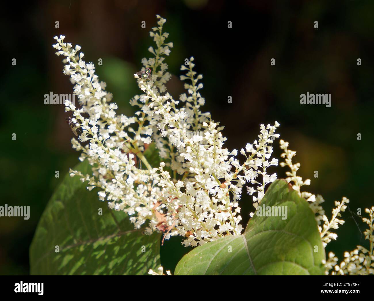 Asiatischer Knotenweed oder japanischer Knotenweed, Japanischer Staudenknöterich, Renouée du Japon, Fallopia japonica, japánkeserűfű, Ungarn, Europa Stockfoto