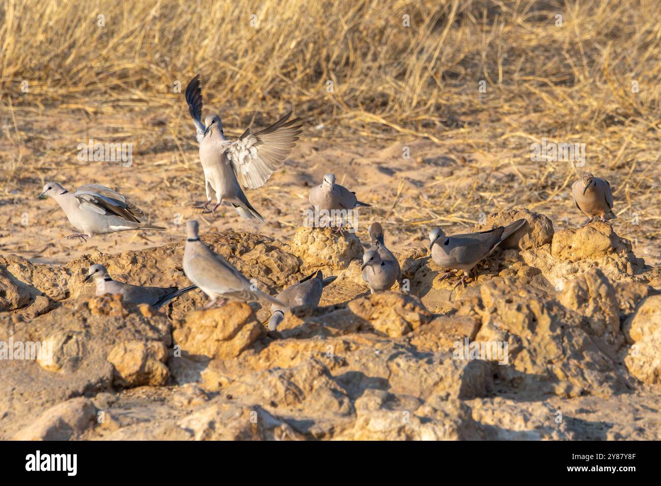 Cape Turtle Dove oder Streptopelia capicola, Trinkwasser in einem Wasserloch im Kgalagadi Transfrontier Park, Südafrika Stockfoto