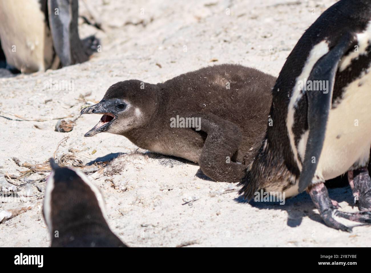 Afrikanischer Pinguin schützt die Küken im Nest in der Kolonie Boulders Beach bei Simons Town, Südafrika Stockfoto