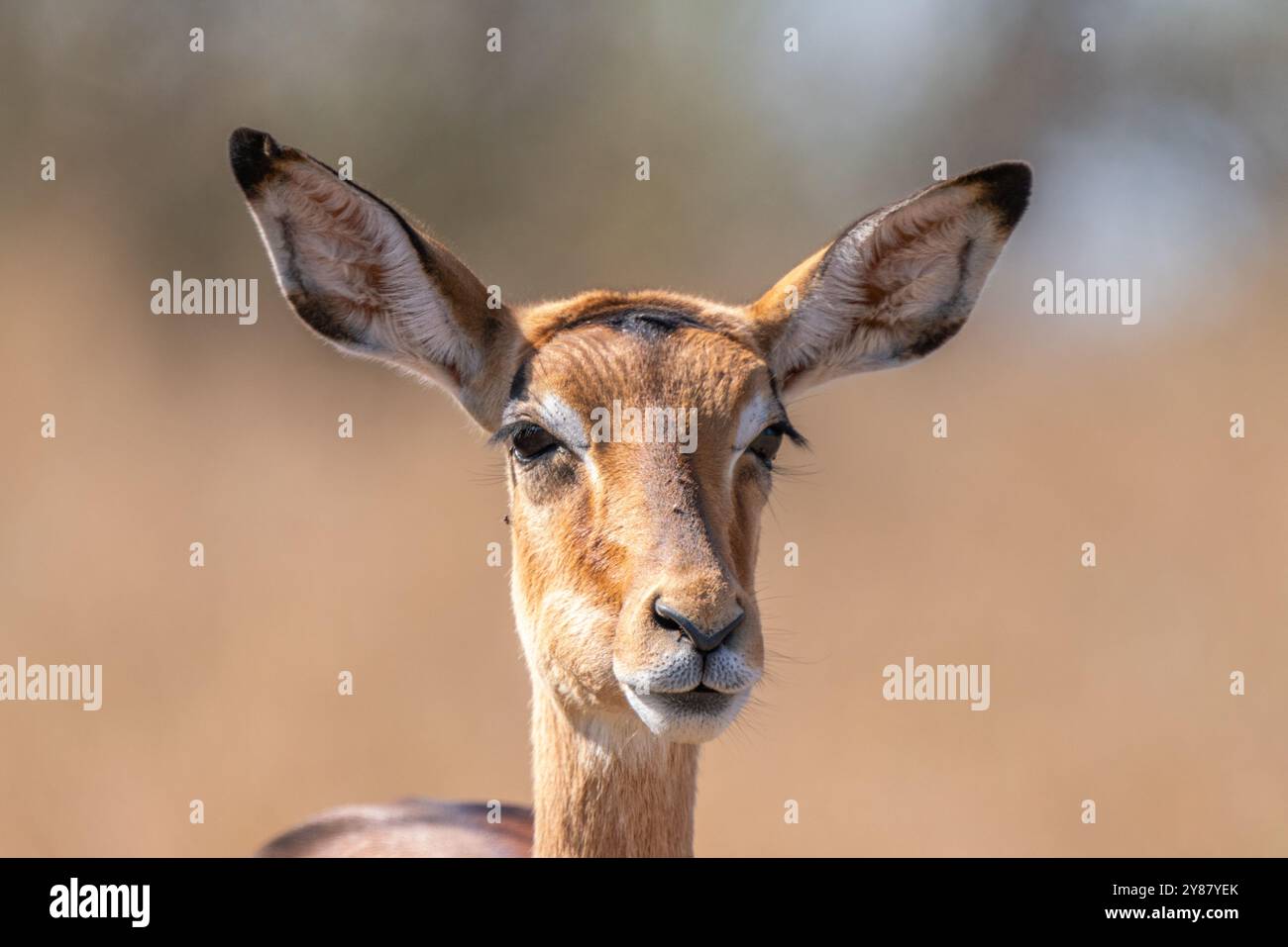 Greater Kudu, Kruger-Nationalpark, in Südafrika Stockfoto