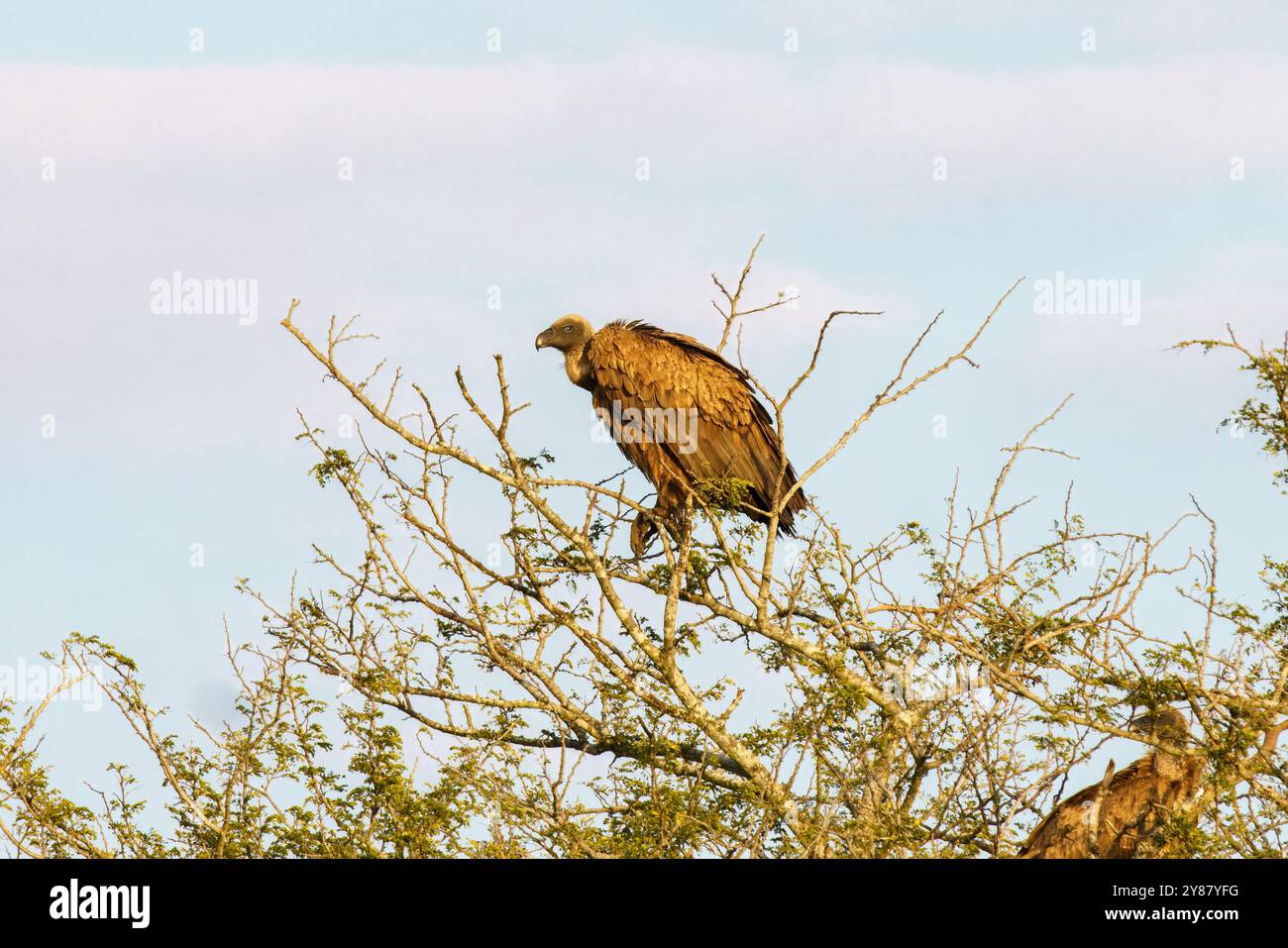 Cape Gänsegeier oder Cape Gänner oder Gyps Coprotheres im Kruger-Nationalpark, Südafrika Stockfoto