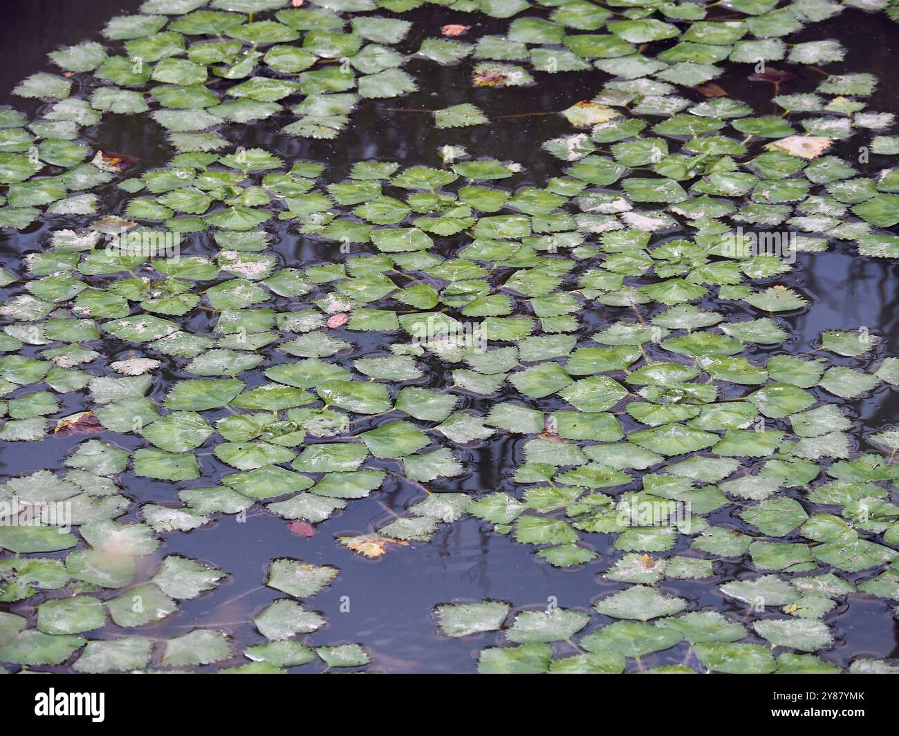 Wasserkalk, Wasserkastanie, Wassernuss, Mâcre nageante, Trapa Natans, Sulyom, Ungarn, Magyarország, Europa Stockfoto