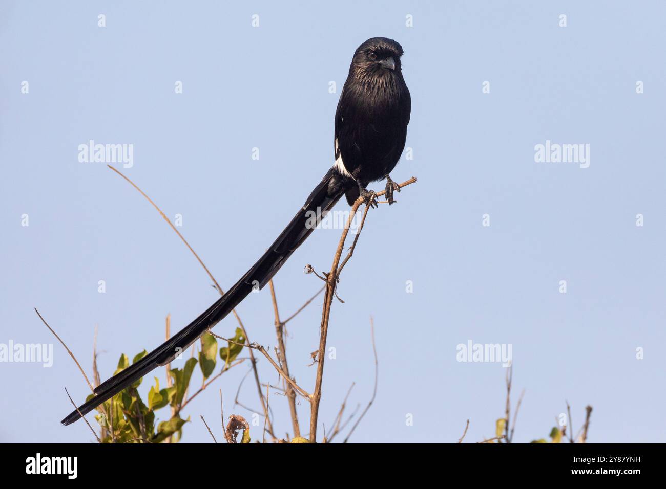 Magpie-Shrike oder afrikanischer Langschwanzkrabbe (Urolestes melanoleucus) hockte, Limpopo, Südafrika Stockfoto