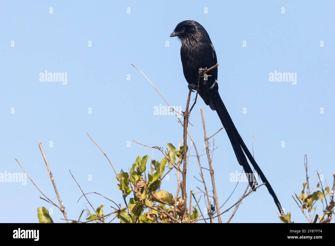 Magpie-Shrike oder afrikanischer Langschwanzkrabbe (Urolestes melanoleucus) hockte, Limpopo, Südafrika Stockfoto