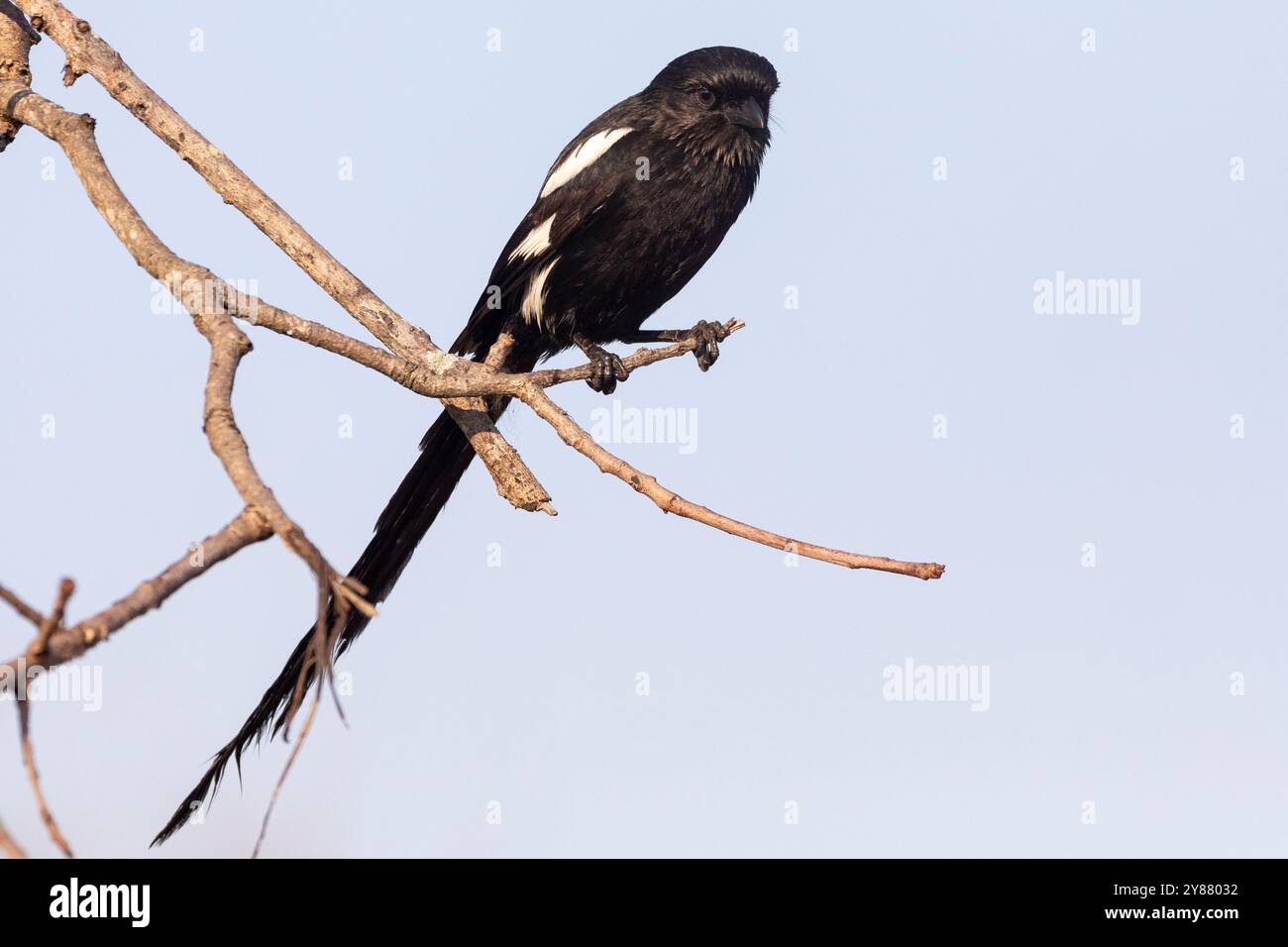 Magpie-Shrike oder afrikanischer Langschwanzkrabbe (Urolestes melanoleucus) hockte, Limpopo, Südafrika Stockfoto