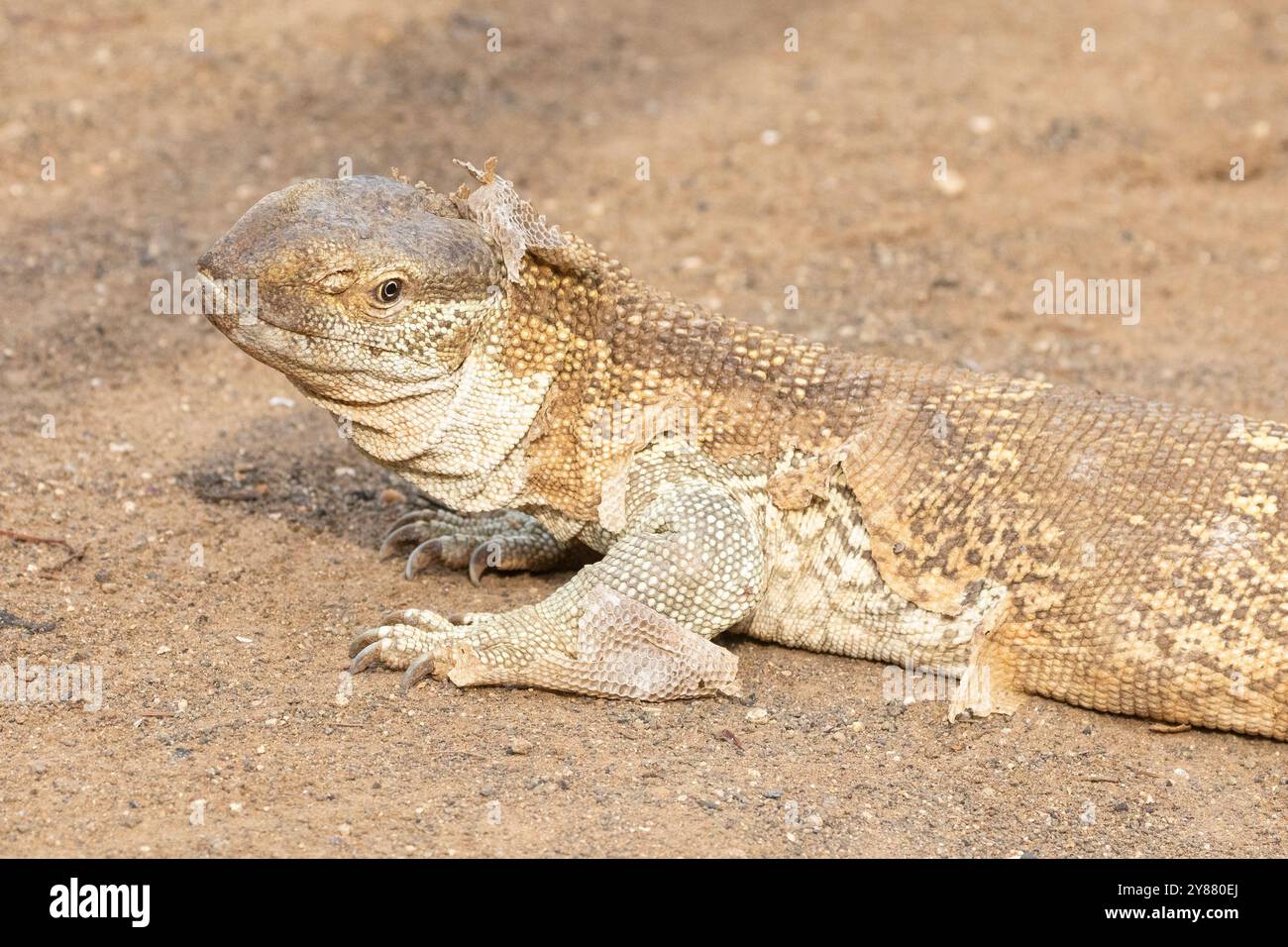 Monitor Lizard (Varanus albigular), der während des Wachstums seine Haut abbläst oder abblättert, zeigt Skalendetails. Kruger-Nationalpark, Südafrika Stockfoto