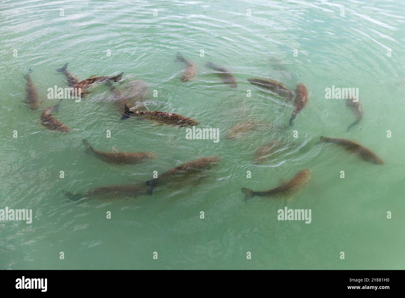 Karpfenherde ist in blauem Wasser, Nahaufnahme mit selektivem Fokus Stockfoto
