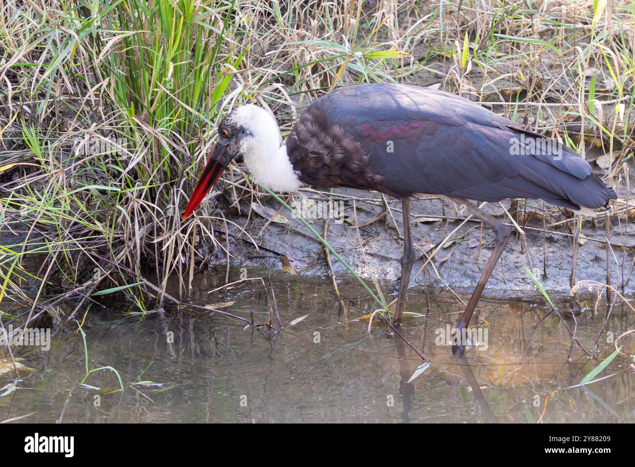 Afrikanischer Wollhalsstorch (Ciconia microscelis), der im Feuchtgebiet des Kruger-Nationalparks, Südafrika, weht Stockfoto