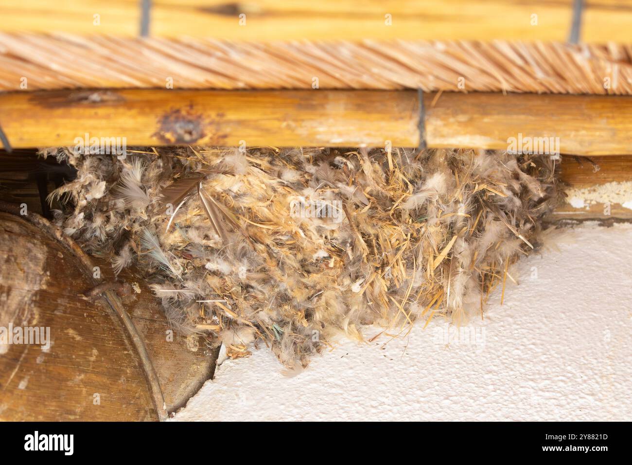 Little Swift (Apus affinis) Nest, zusammengebunden durch seinen Speichel, der unter den Traufen eines Strohhauses in Limpopo, Südafrika, gebaut wurde. Stockfoto
