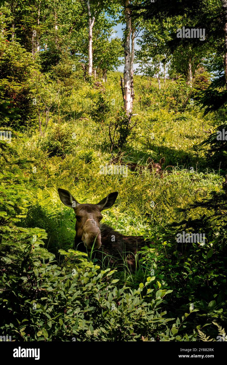 Elche im Wald Stockfoto