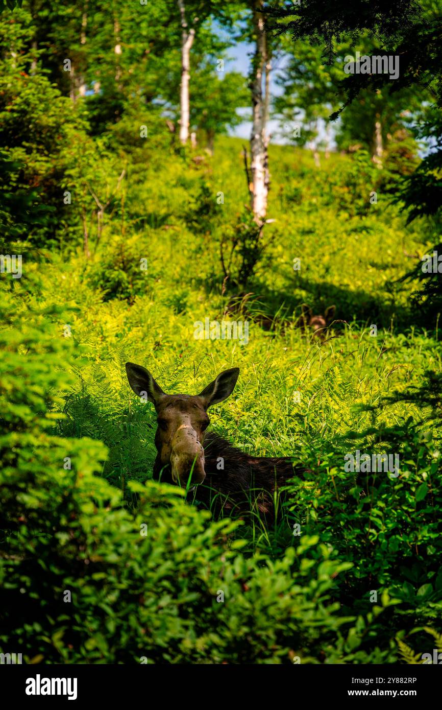 Elche im Wald Stockfoto