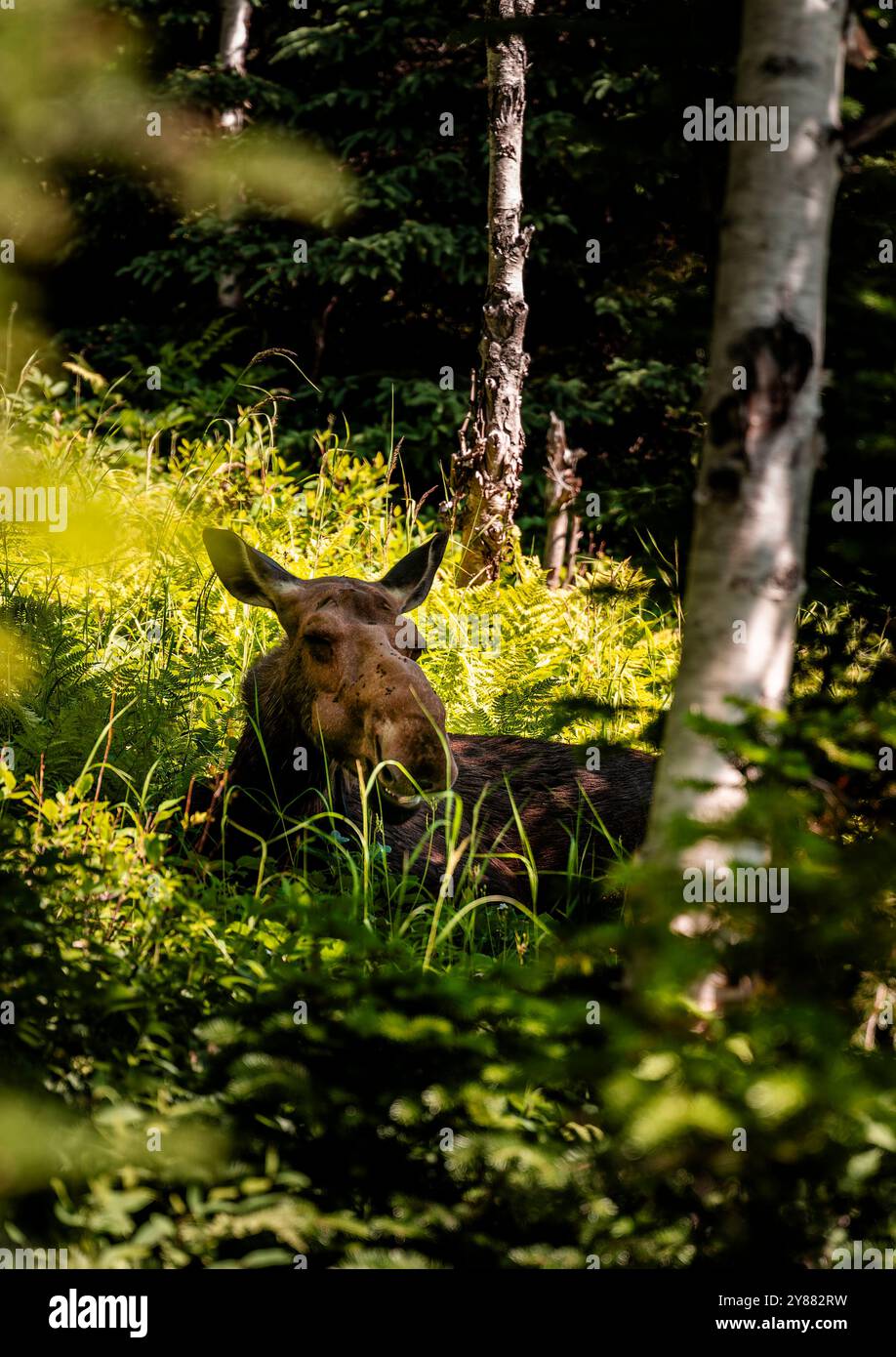 Elche im Wald Stockfoto