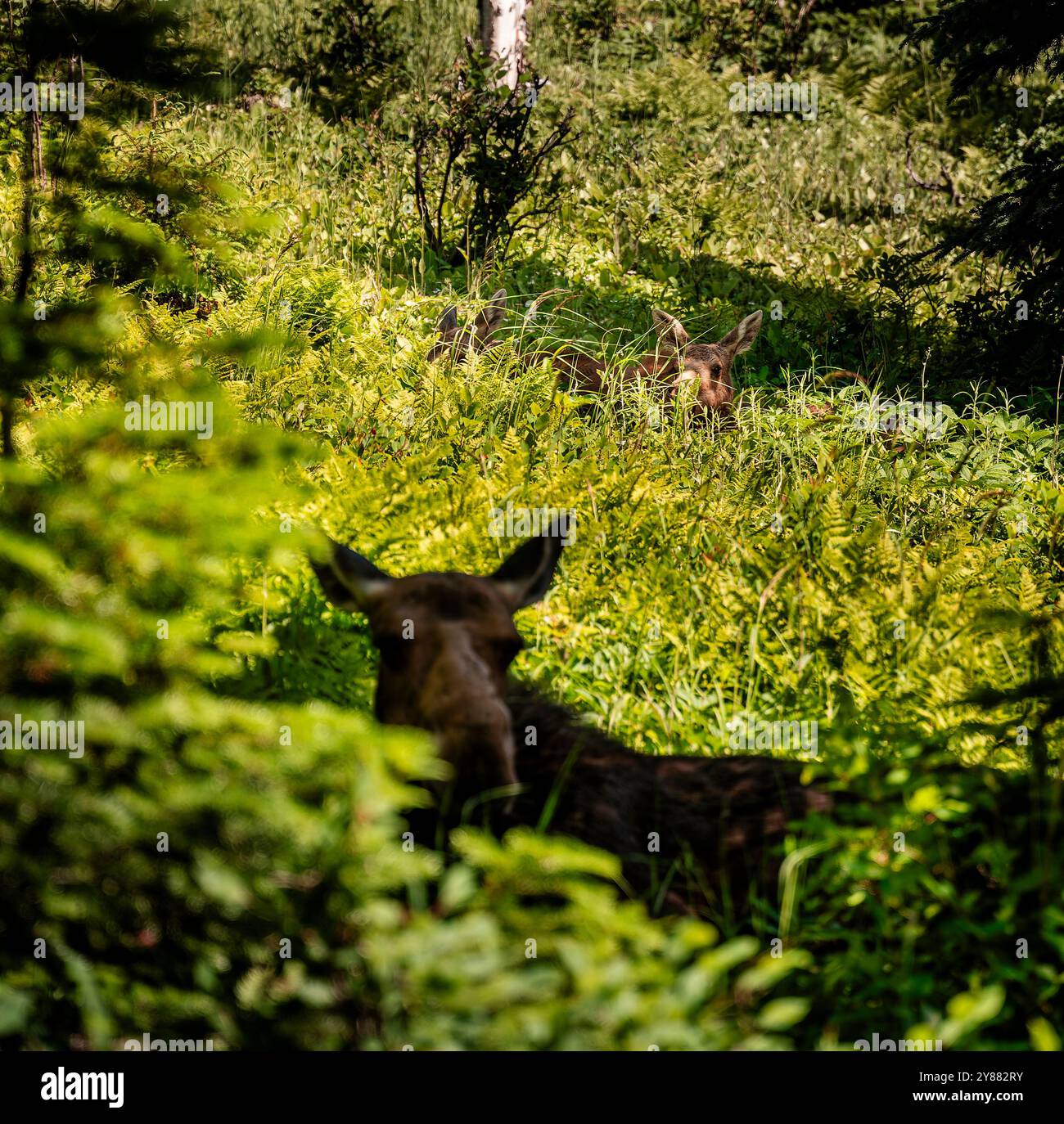Elche im Wald Stockfoto