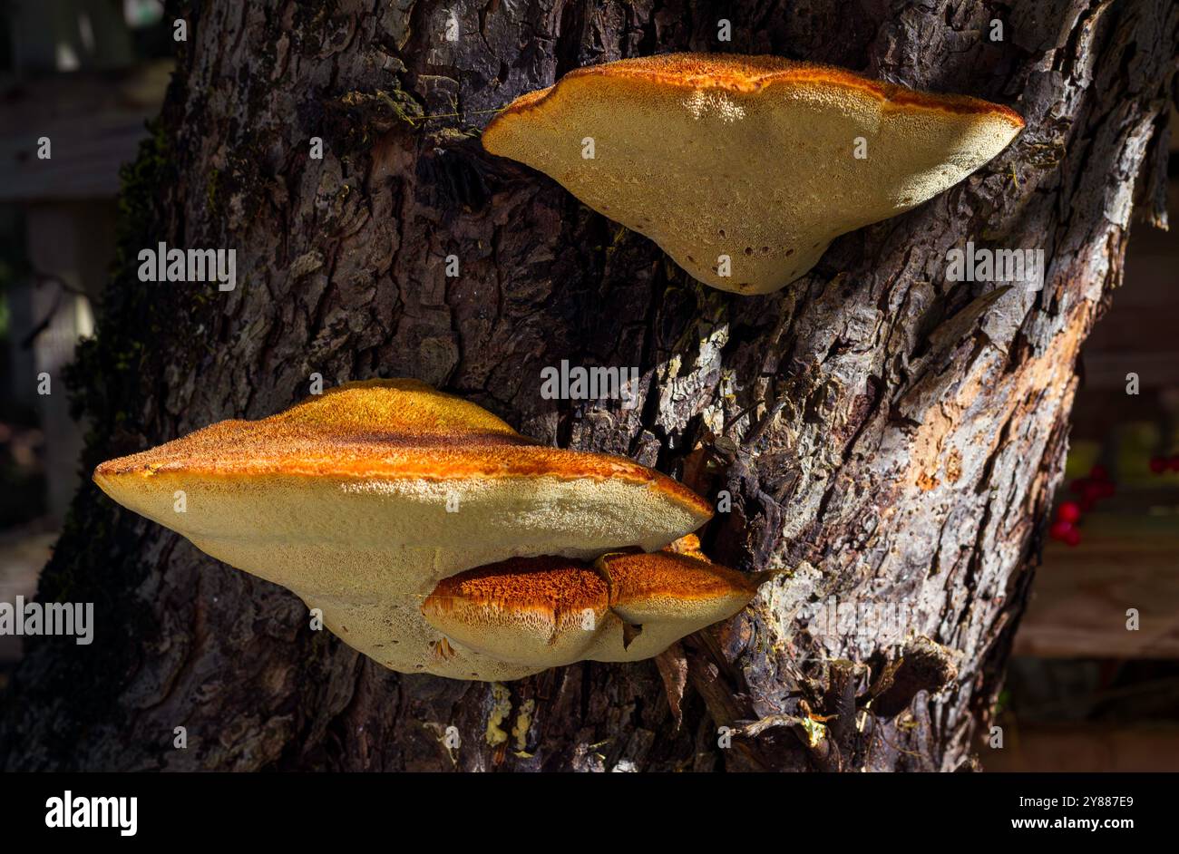 Shaggy Bracket Pilze auf der Rinde eines alten Apfelbaums Stockfoto