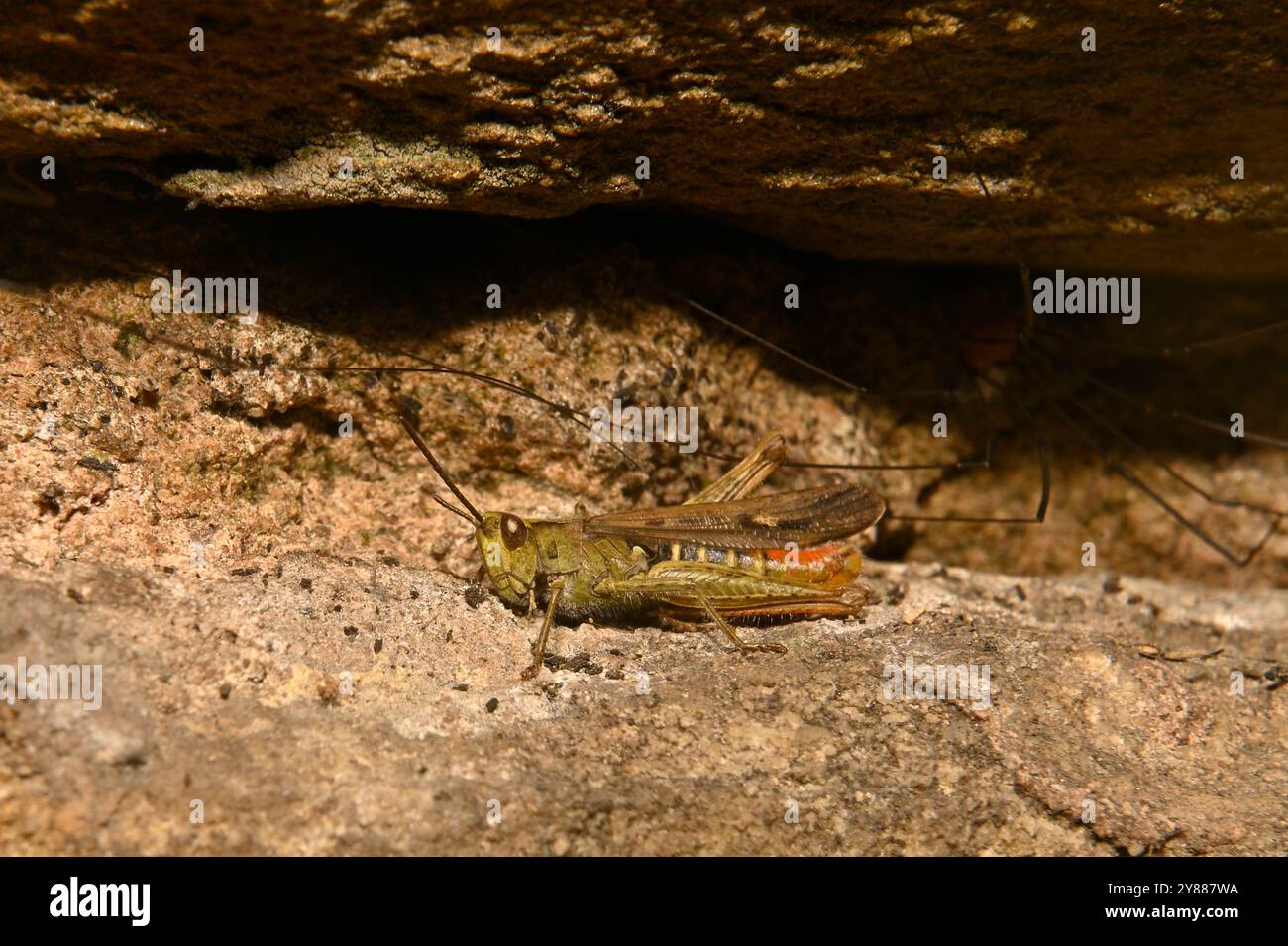 Ein gut fokussierter Feldgrasschrecken, Chorthippus brunneus, in einer Lücke in einer alten Mauer. Die Beine, die Sie sehen, gehören zu Harvestmen, die sich weiter in der Lücke verstecken. Stockfoto