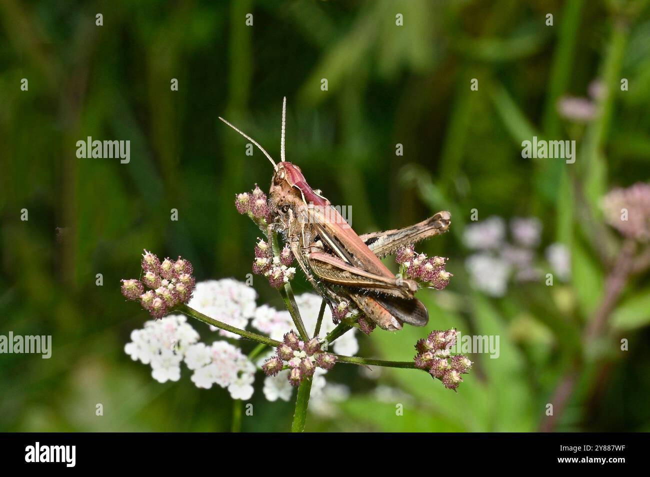 Ein erwachsener Feldgrashüpfer, Chorthippus brunneus, ruht auf Hedge Petersilie. Dieser Heuschrecken hat einen rötlichen Kopf mit hellrosa Flügeln. Stockfoto