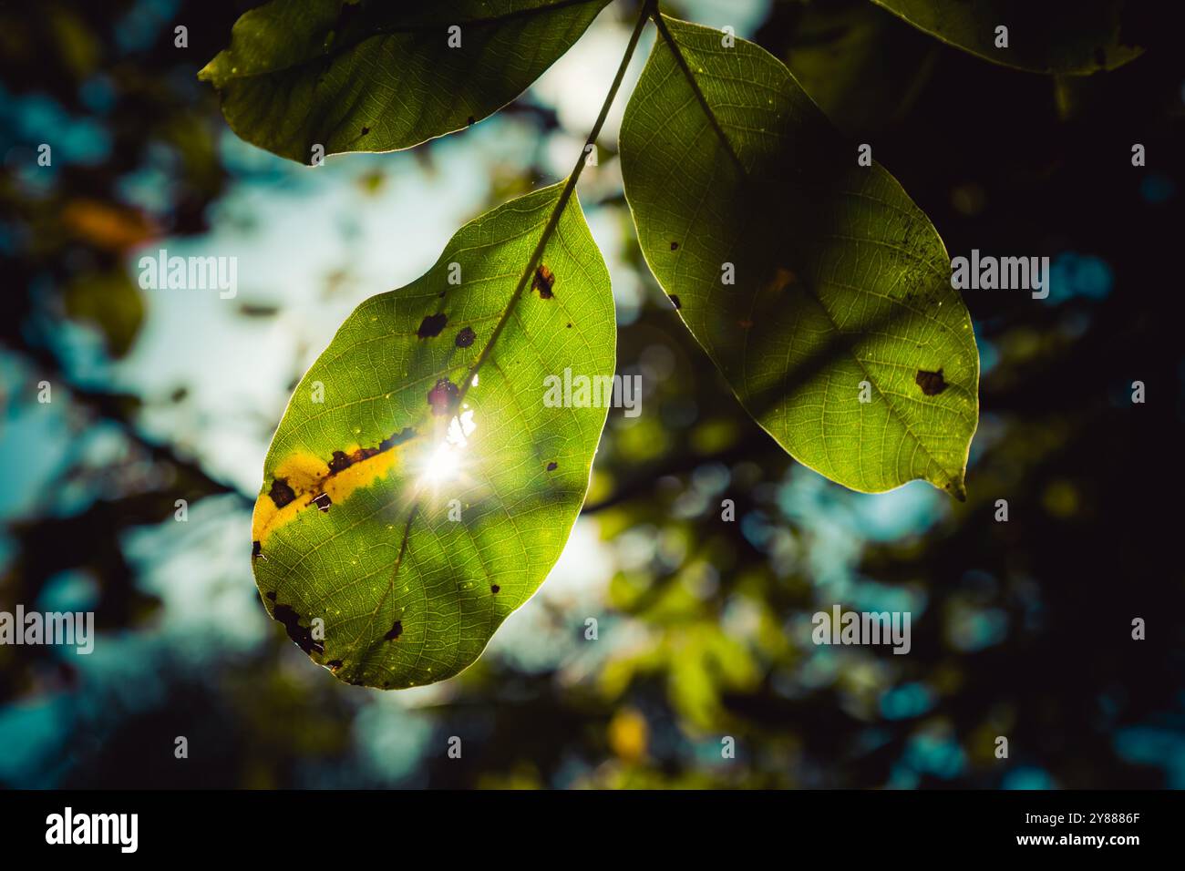 Blätter bei Herbstsonne, Großbritannien Stockfoto
