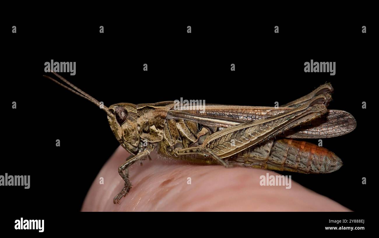 Ein Feldgrasschrecken, der auf meinem Finger liegt. Eine gut fokussierte Seitenansicht in Nahaufnahme vor schwarzem Hintergrund. Stockfoto