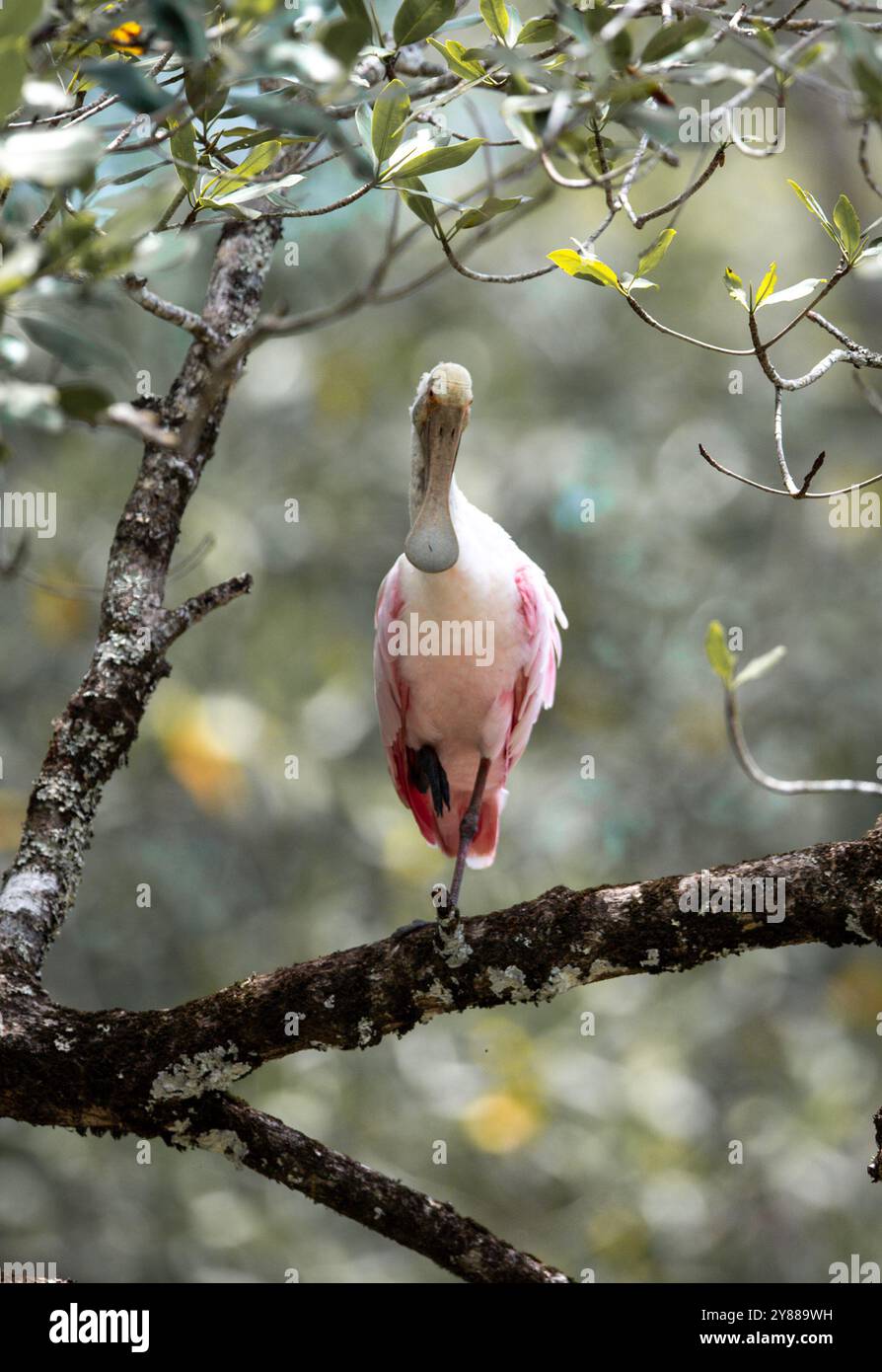 Rosenlöffelschnabel (Platalea ajaja) aus Costa Rica Stockfoto Rosenlöffelschnabel (Platalea ajaja) aus Costa Rica Stockfoto
