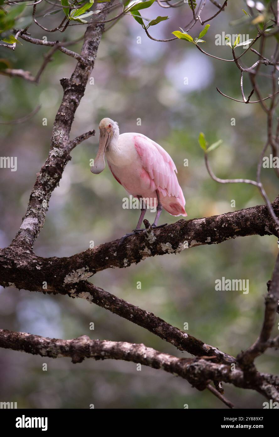 Rosenlöffelschnabel (Platalea ajaja) aus Costa Rica Stockfoto Rosenlöffelschnabel (Platalea ajaja) aus Costa Rica Stockfoto