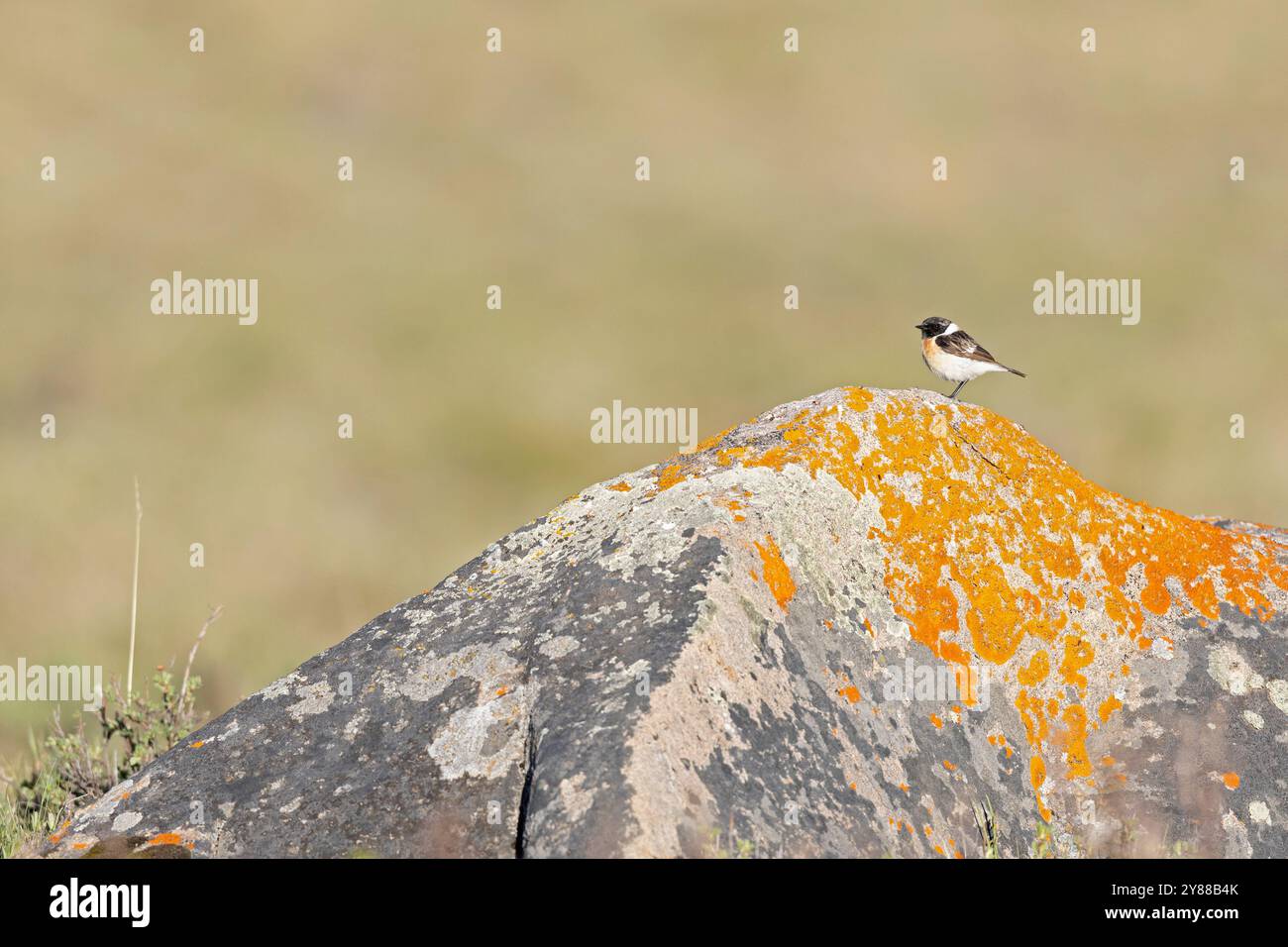 Männlicher sibirischer Stonechat (Saxicola maurus), der auf einem Felsen thront. Stockfoto