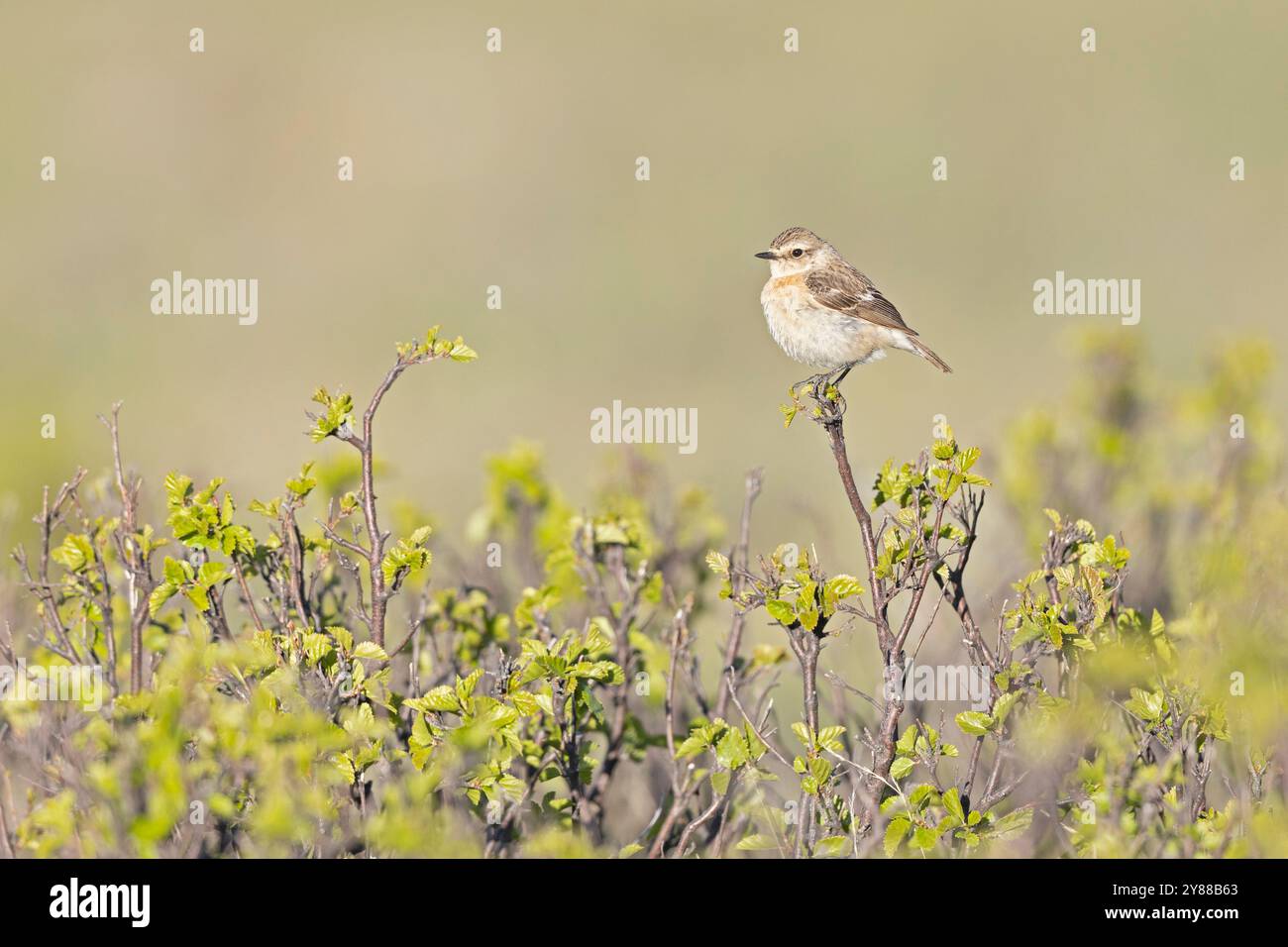 Weibliches sibirisches Stonechat (Saxicola maurus), das auf einem Zweig thront. Stockfoto