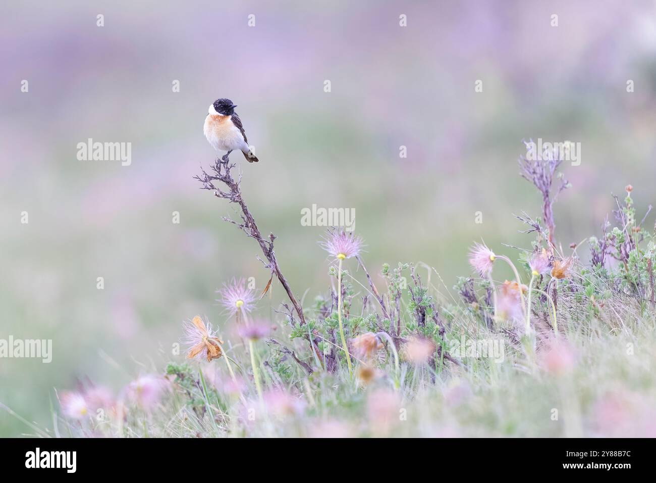 Männlicher sibirischer Stonechat (Saxicola maurus), der auf einem Zweig thront. Stockfoto