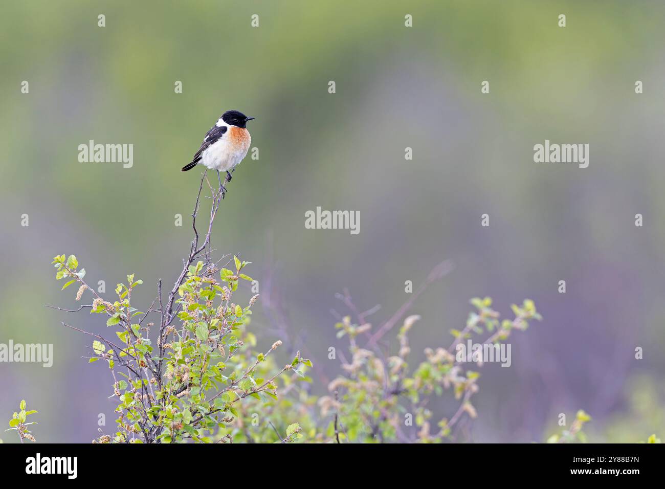 Männlicher sibirischer Stonechat (Saxicola maurus), der auf einem Zweig thront. Stockfoto