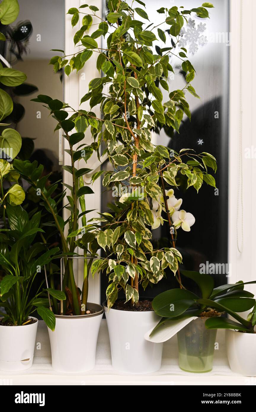Zimmerpflanzen Ficus und Ficus Benjamin auf der Fensterbank. Vertikal  Stockfotografie - Alamy