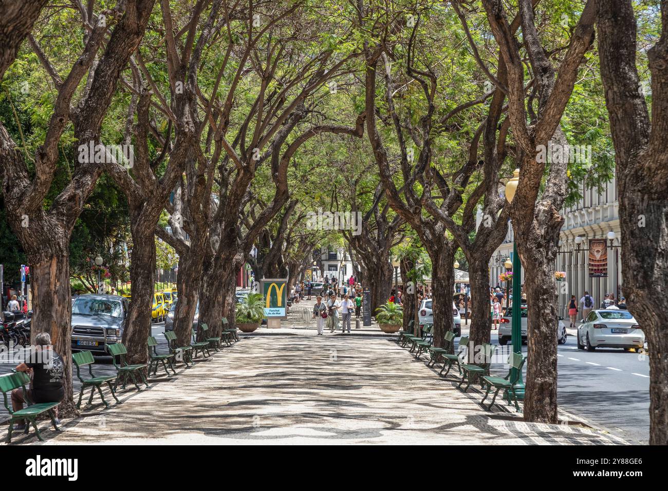 Die Leute laufen durch die breite Fußgängerzone Avenida Arriaga, umgeben von hohen Bäumen im Zentrum von Funchal. Stockfoto