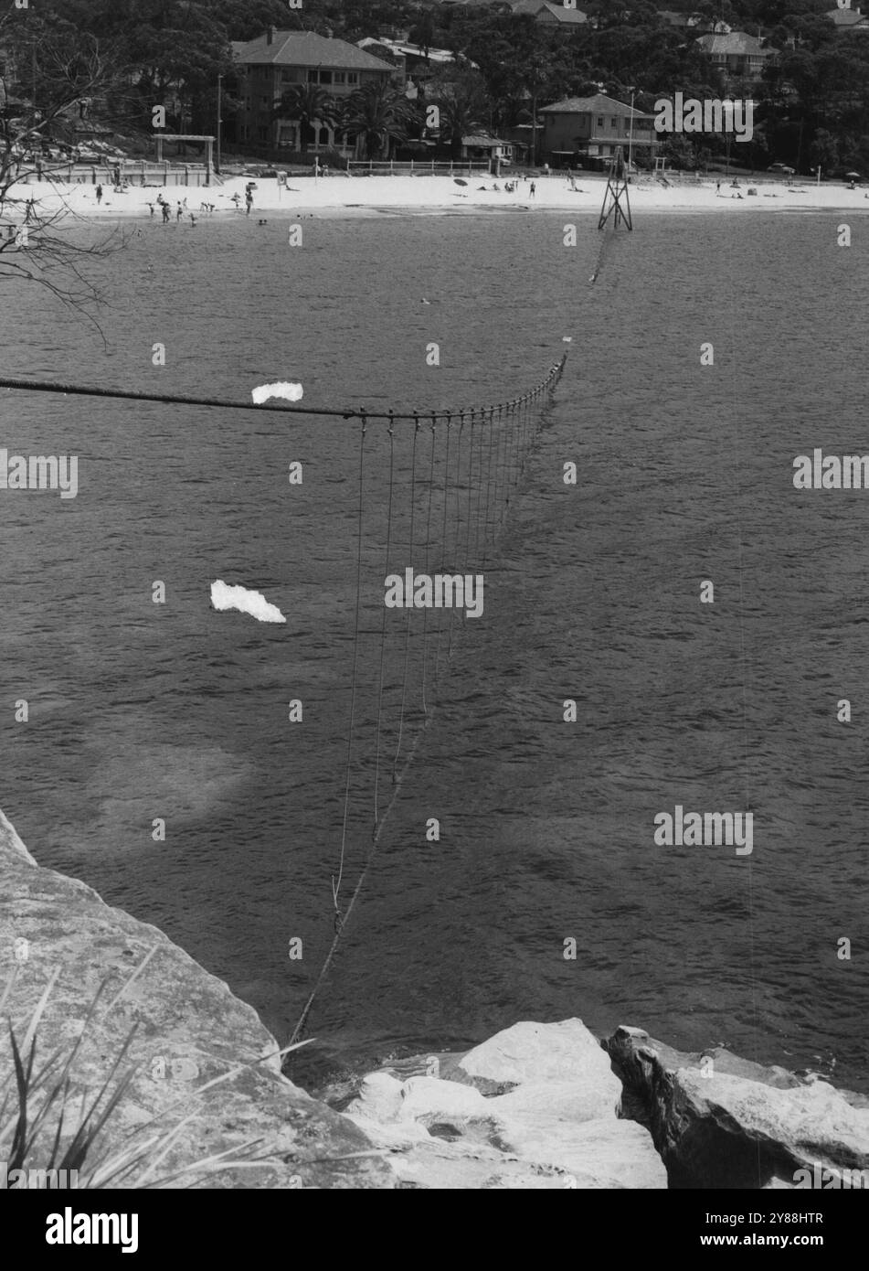 Blick auf das Haifischnetz, das heute Morgen am Balmoral Beach aufgenommen wurde. Bei Flut heute Morgen waren Teile des Netzes etwa 2 m hoch. Unter Wasser. Dezember 1955. (Foto: T. Vivian Jenkins) Stockfoto