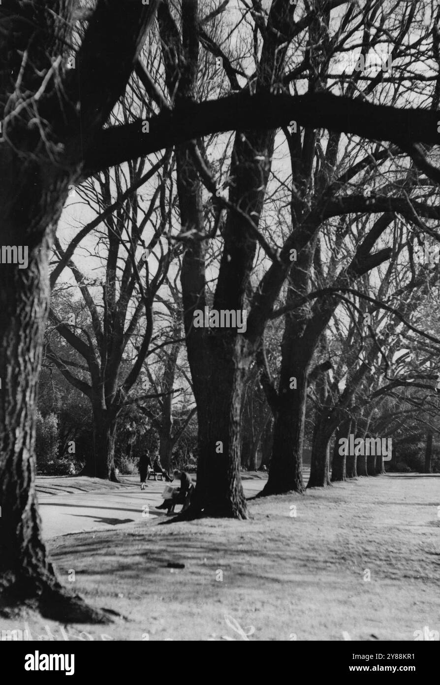 Bäume, die im Winter entblößt sind, werfen scharfe Schatten, um dieser Sonnenscheinstudie im Juni in den Fitzroy Gardens Atmosphäre zu verleihen. Juli 1938. Stockfoto