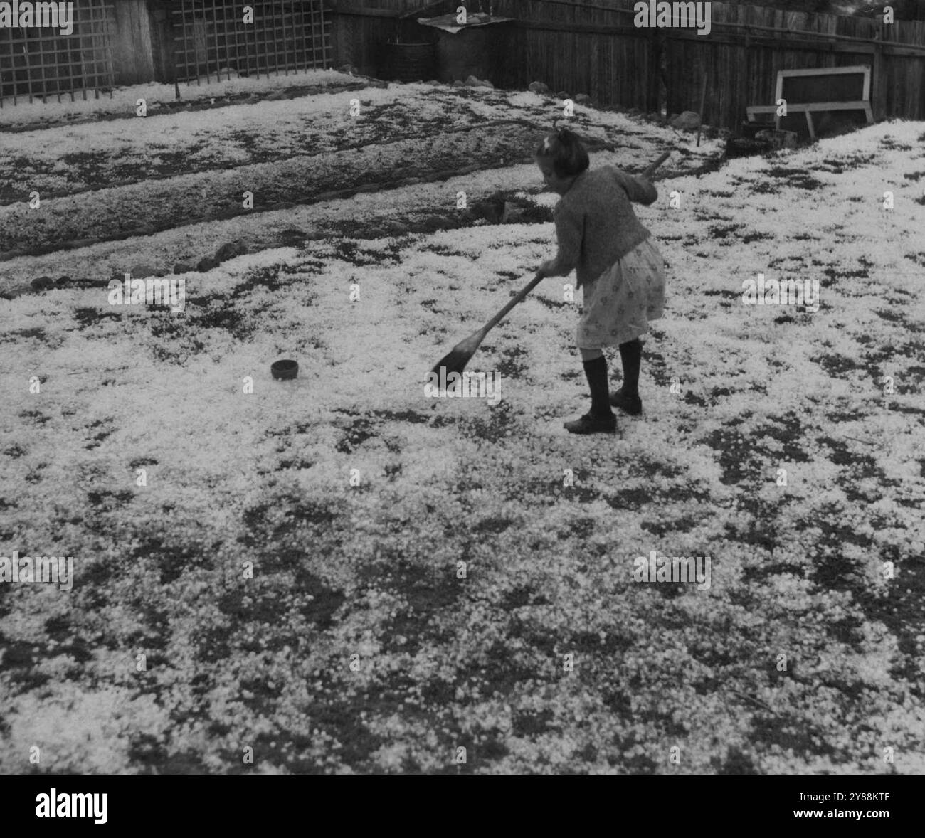 ***** Johnson versucht, den Hagelsteinteppich in ihrem Garten in der Nalabar Road, South Coogee, nach dem Sturm von gestern wegzufegen. Oktober 1943. Stockfoto