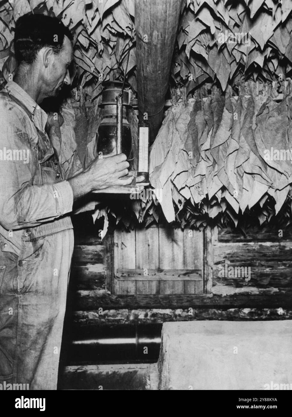 Zeit zum Kochen von Tabak in North Carolina -- der Farmer geht häufig in die heißhärtende Scheune, um das Thermometer zu überprüfen. Darüber hängen Reihen Tabak, die langsam von Grün zu Gott wechseln. Viele Kurer werden so fachkundig, dass sie ins Ausland gerufen werden, um Tabak zu heilen, der in anderen Ländern angebaut wird. Über den großen Tabakplantagen North Carolinas um diese Jahreszeit verteilt, sind lange, schmale Schlitten, die langsam durch Felder gezogen werden, ein häufiger Anblick. Die Ernte, die bis August dauert, bringt Schlitten heraus, die von „Croppers“ bemannt sind, um schwere, gummiartige, grüne Blätter zu sammeln, die für Pfeifen und Zigaretten bestimmt sind. Juli 1938. (Foto von ACME). Stockfoto