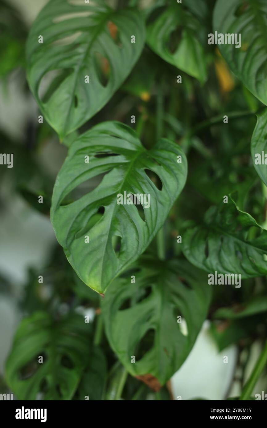 Monstera adansonii -Fotos und -Bildmaterial in hoher Auflsung  Alamy