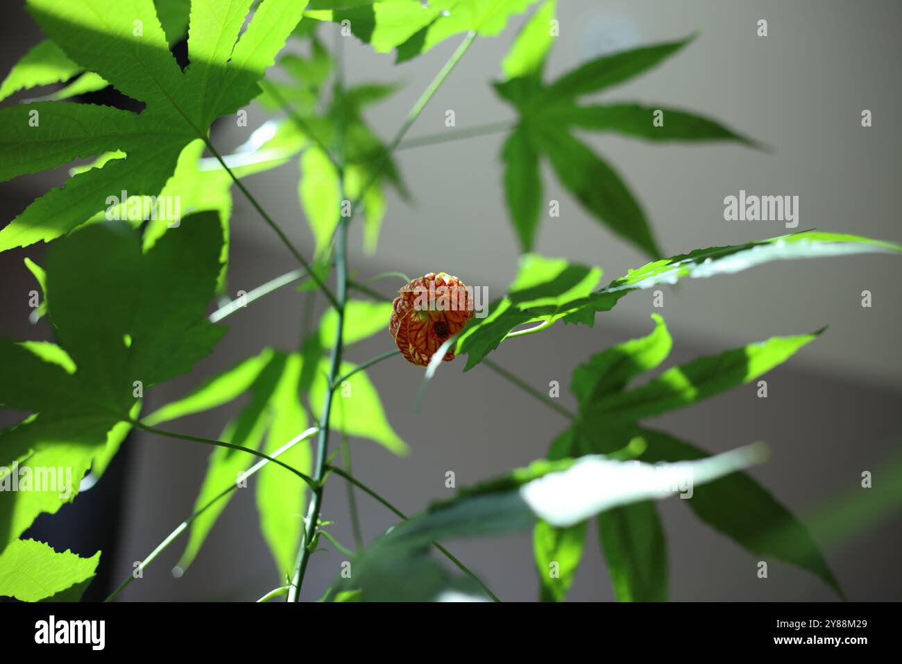 Wir schauen auf eine blühende Blume auf einem chinesischen Laternenbaum, Abutilon pictum, in verblühtem Sonnenlicht, mit einem verschwommenen Hintergrund Stockfoto