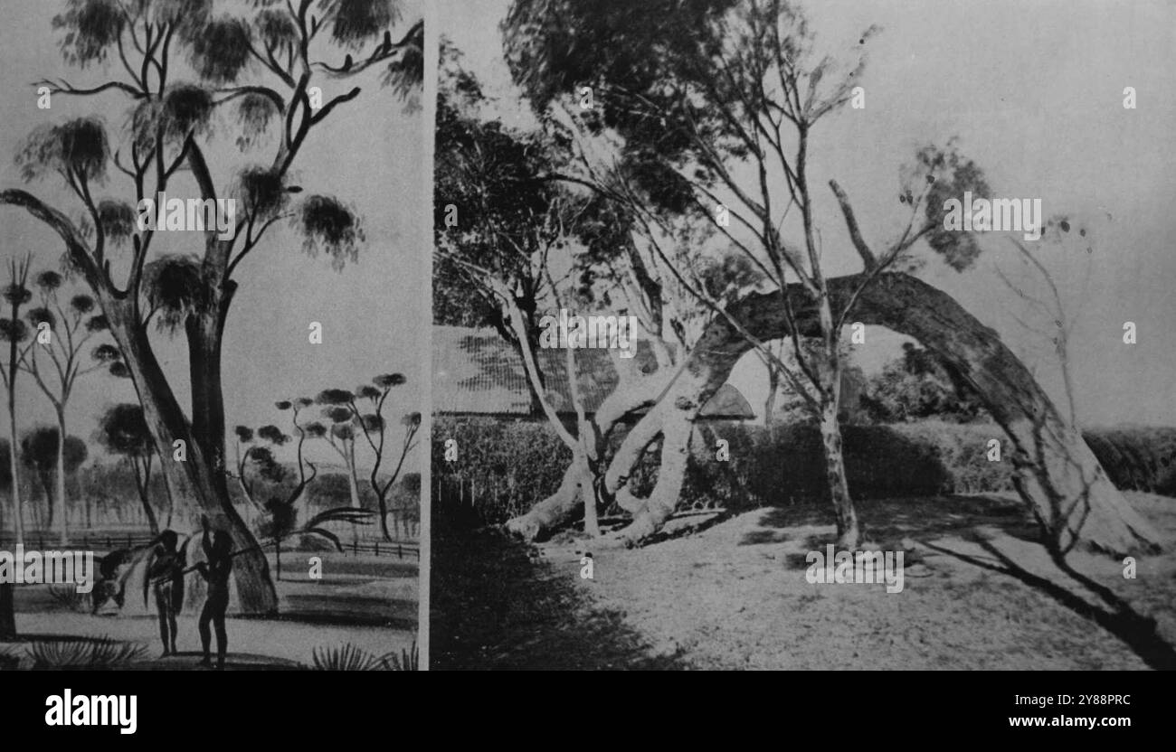 Deklarationsbaum, South Australia, 1836 und 1921. Das linke Bild des Kaugummibaums in Glenelg, unter dem Gouverneur Hindmarsh South Australia am 28. Dezember 1836 zur Provinz des British Empire erklärte, stammt aus einem Bild in der Institute Library, das John Michael Skipper 1837 gezeichnet hatte und von Miss S. Adelaide Gonger präsentiert wurde. Juli 1935. Stockfoto