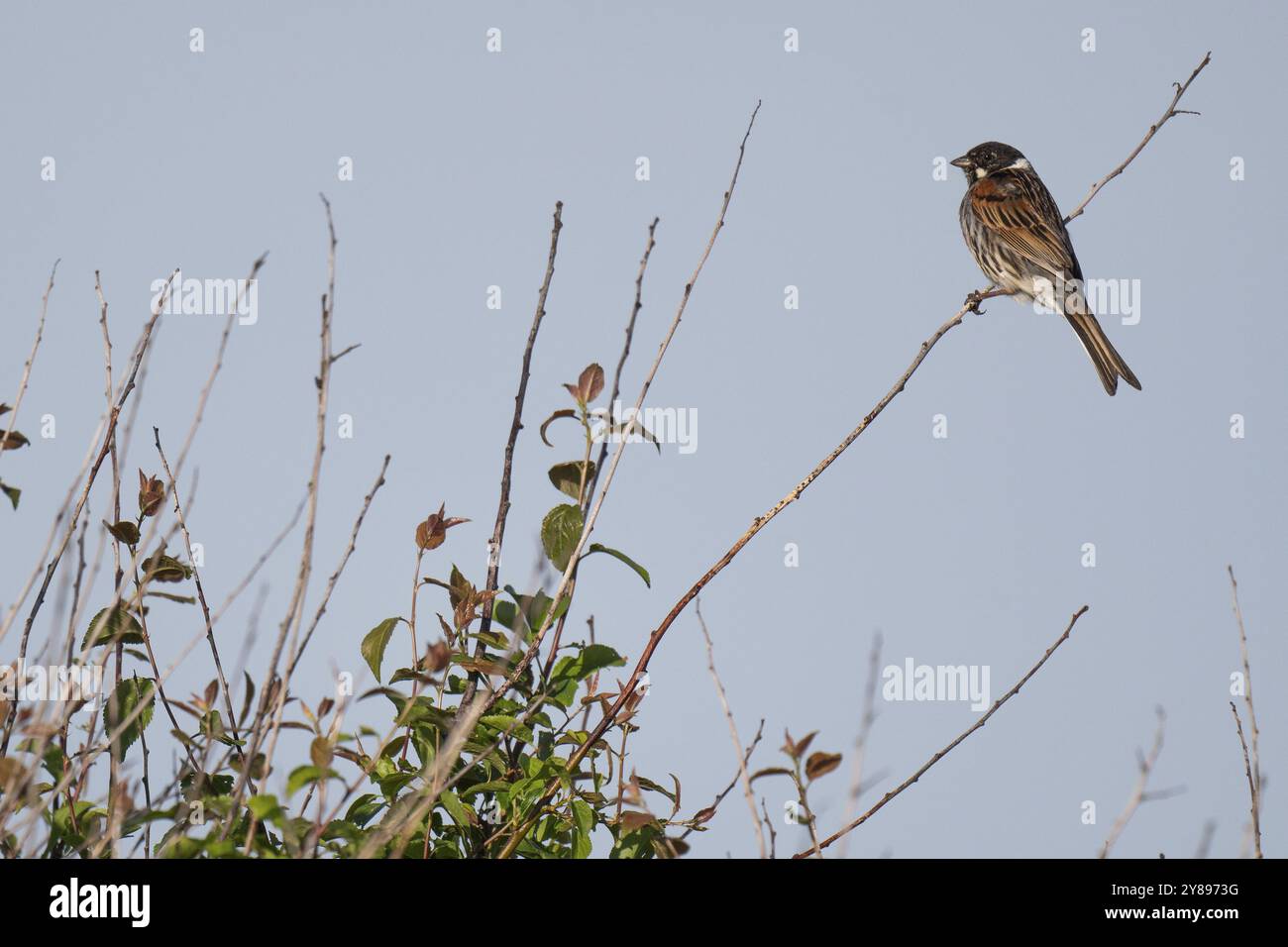 Schilfffahne (Emberiza schoeniclus), männlich sitzend auf einem Ast, Tierporträt, Bagges Daemning, Ringkobing Fjord, Dänemark, Europa Stockfoto