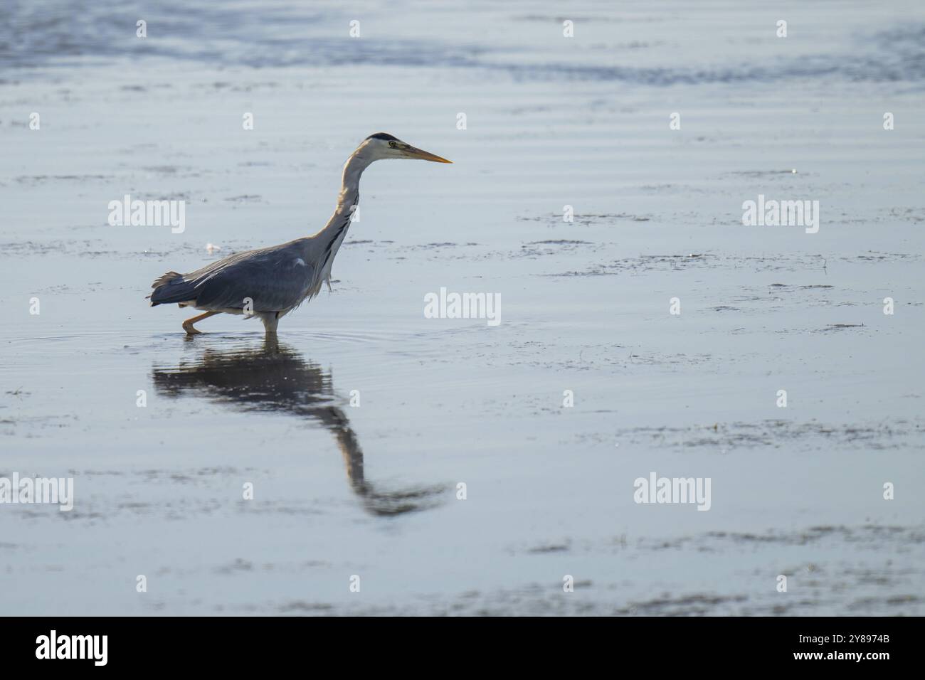 Graureiher (Ardea cinerea) auf der Jagd, Tierporträt, Bagges Daemning, Ringkobing Fjord, Dänemark, Europa Stockfoto